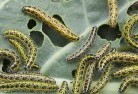 Toolangigarden-pests-and-diseases-6.jpg; ?>
